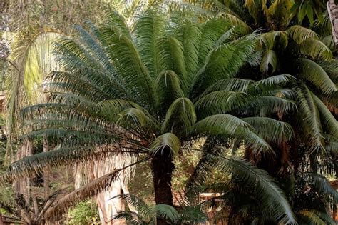 Premium Photo Cycad Plant Tree Of The Order Cycadales