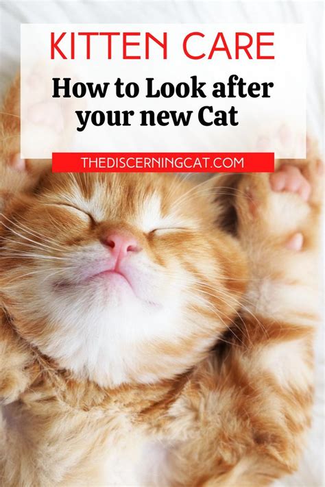 How To Look After A Kitten Your Complete Guide I The Discerning Cat