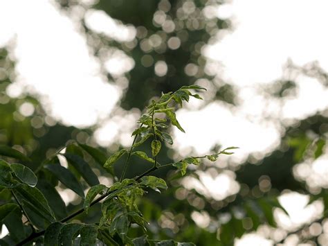 Free Images Tree Nature Branch Blossom Bokeh Sunlight Leaf