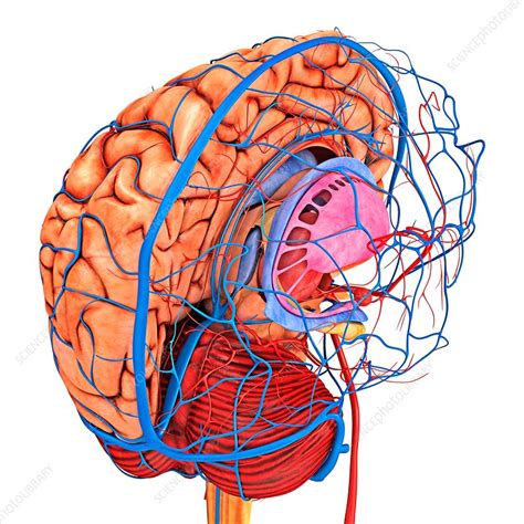 Brains Blood Supply Artwork Stock Image F0161790 Science Photo