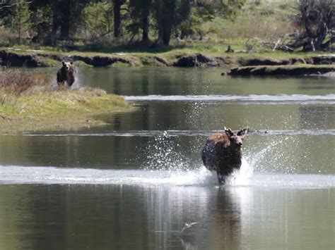 Grizzly Chasing Elk Smithsonian Photo Contest Smithsonian Magazine