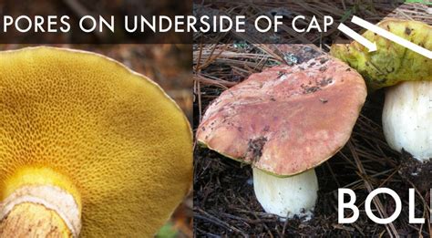 3 Edible Mushrooms That Are Easy To Find And How To Avoid The
