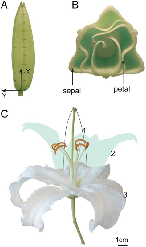 Growth Geometry And Mechanics Of A Blooming Lily Pnas