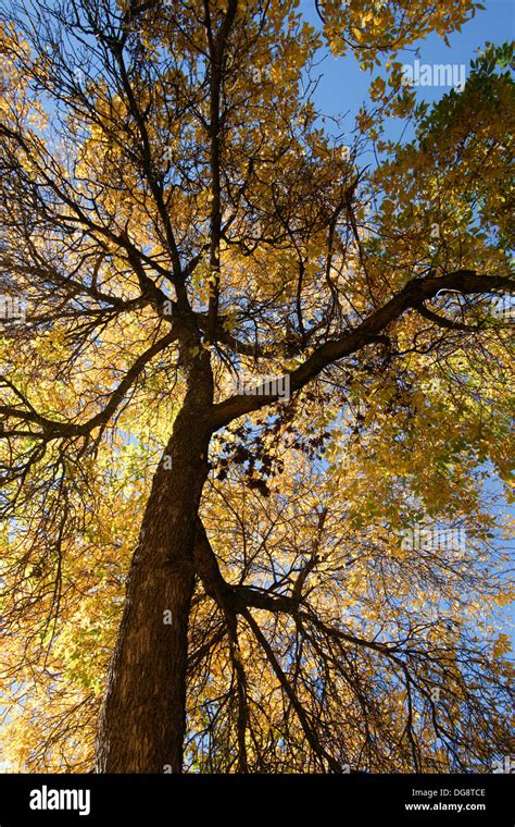 Tree With Autumn Leaves Vertical Perspective Stock Photo Alamy