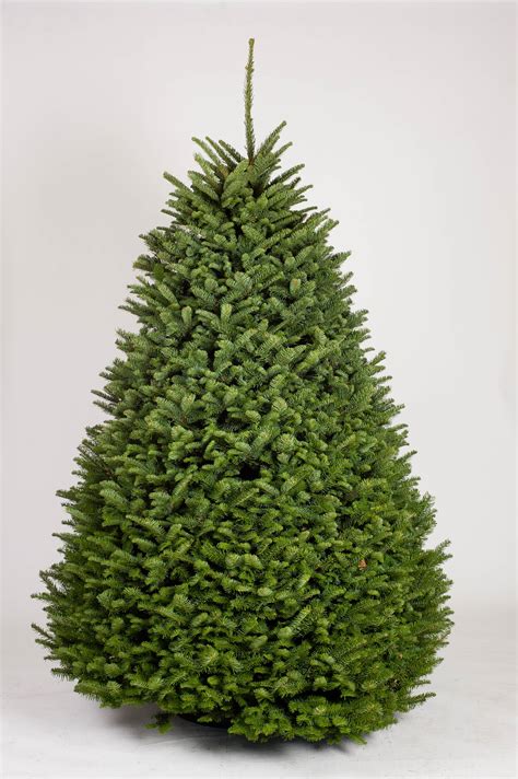 Find the perfect noble fir tree christmas stock photo. 6/7 FT NOBLE FIR Christmas Tree - Walmart.com - Walmart.com