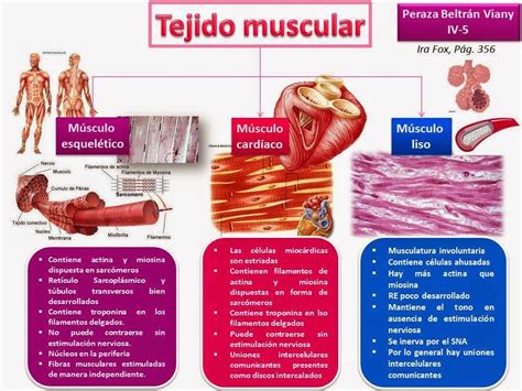 Tejido Muscular Primero