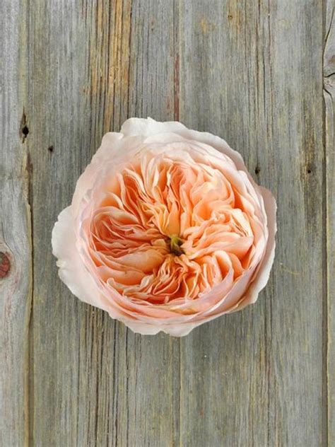 Wholesale Juliet David Austin Peach Garden Roses Delivered Online