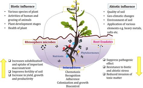 Frontiers Revisiting Plantmicrobe Interactions And Microbial