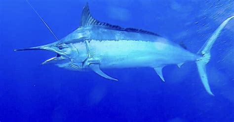 Heavy Tackle Charters Australian Marlin Viking Ii Marlin Fishing