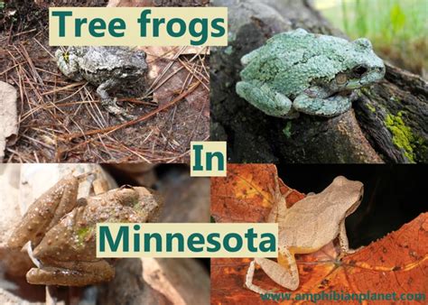 3 Types Of Tree Frogs Found In Minnesota Id Guide Nature Blog Network