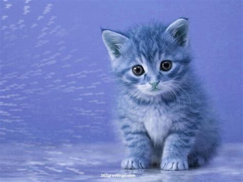 Cute Little Kitten Cats Wallpaper 36915439 Fanpop