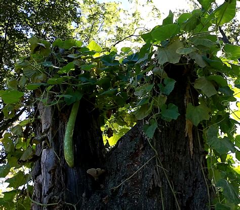 Also called italian squash, the cucuzza is at its best form when it is light green in color, and it is firm in texture. Stewed Italian Cucuzza Squash