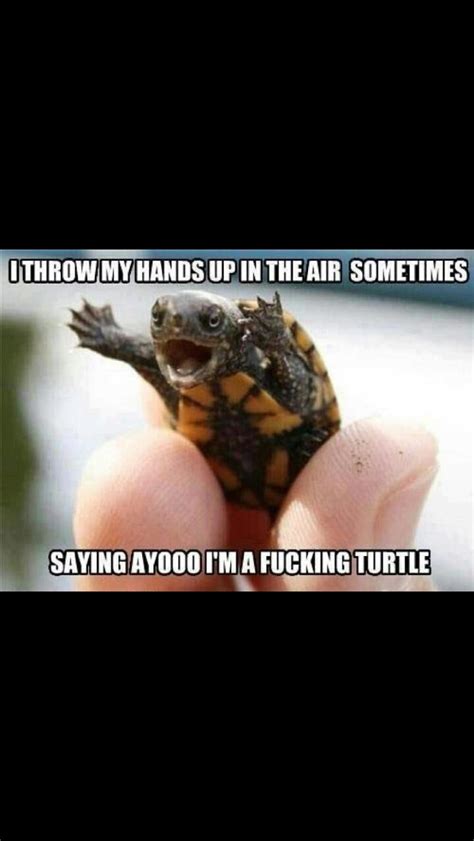 Haha Turtle Turtles Funny Turtle Turtle Quotes