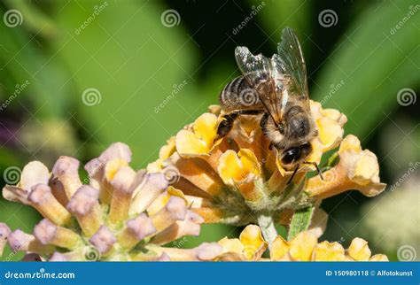 European Honey Bee Apis Mellifera Stock Photo Image Of Biotope