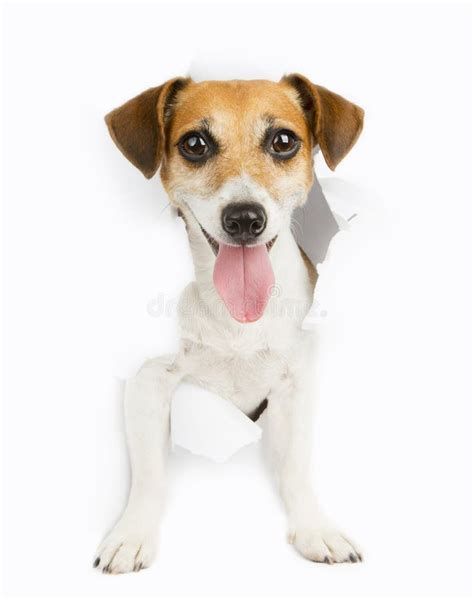 Funny Pet Stock Image Image Of Animal Paper Board 45335265