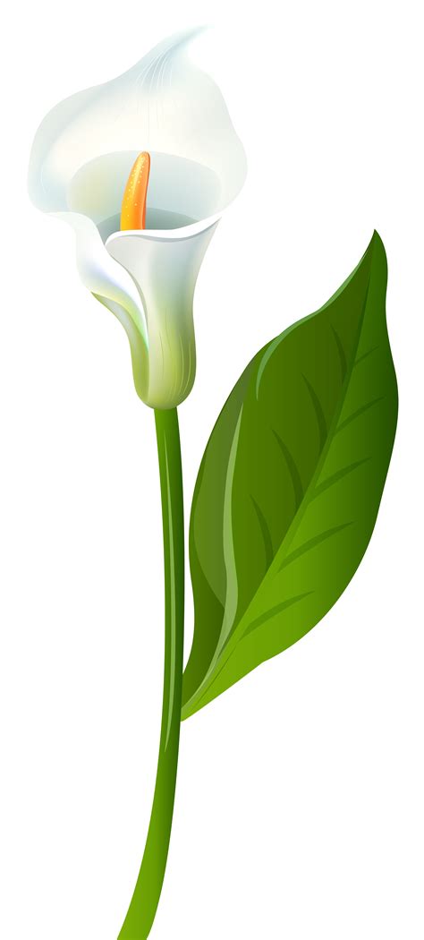 Calla Lily Transparent PNG Clip Art Image Gallery Yopriceville High