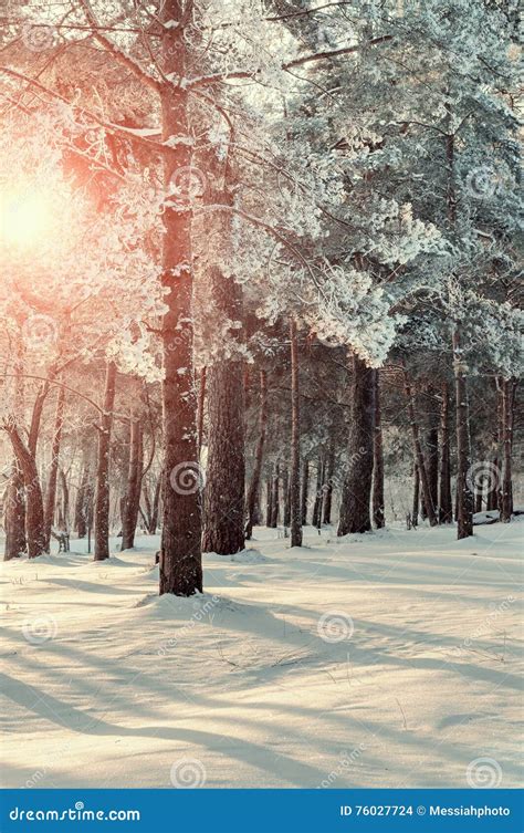 Winter Forest Landscape With The Winter Frosty Trees In Winter Sunset