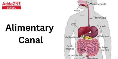 Alimentary Canal Parts Structure And Diagram