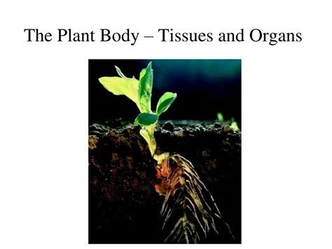 Ppt The Plant Body Tissues And Organs Powerpoint Presentation Free