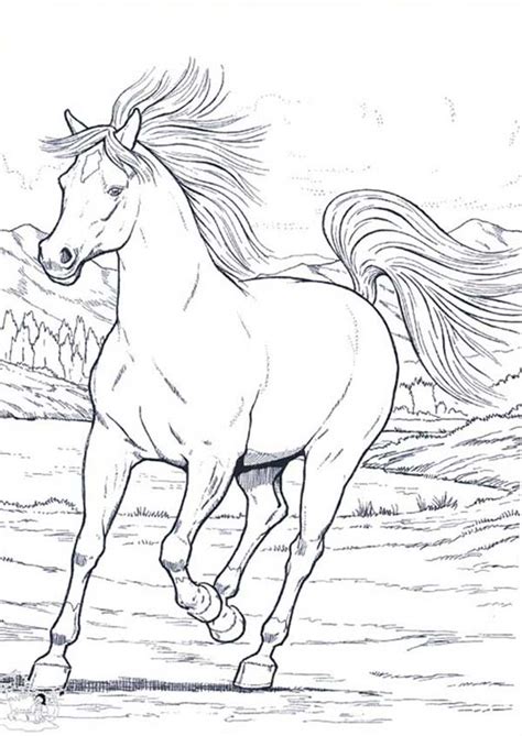 Wild Horse In Running In Horses Coloring Page Netart