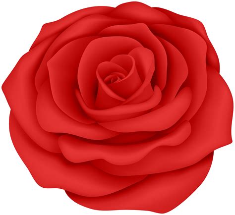Red rose flower top view png image. Red Rose Flower Transparent Clip Art Image | Gallery ...