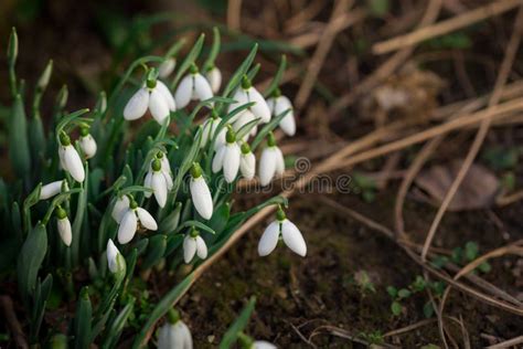 Beautiful White Snowdrops Flowers Galanthus Nivalis At Spring Stock