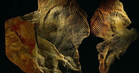 Scientists Discover 558 Million Year Old Fossil Is Oldest On Record