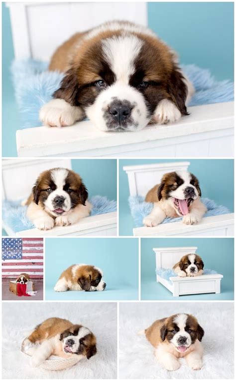 Explore 10 listings for st. 2 Month Old Saint Bernard Puppy (Có hình ảnh)