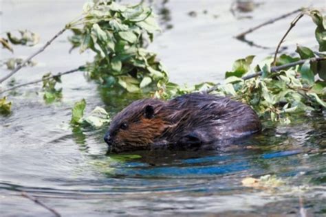 Sleeping Habits Of Beavers Sciencing