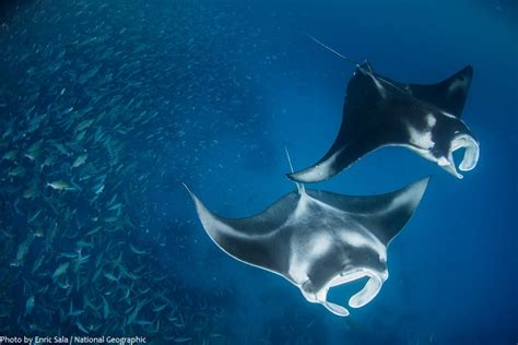 Interesting Facts About Manta Rays Just Fun Facts