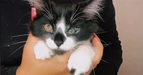 Meet The Kitten Born With Three Eyes Goodnews By Greatergood