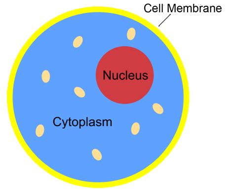 Cell Nucleus Structures Cell Clipart Cytoplasm Plant Cell Png Image