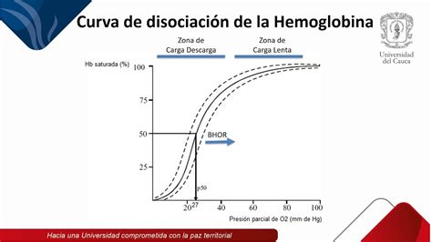Curva De Disociación De La Hemoglobina Youtube