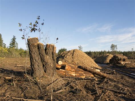 Whats Ungreening The Forests Causes And Effects Of Deforestation