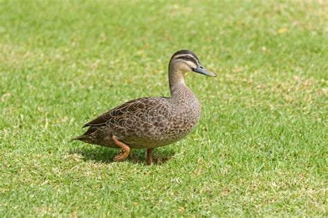 Pacific Black Duck Dabbling Duck Walking On Green Grass In Adelaide
