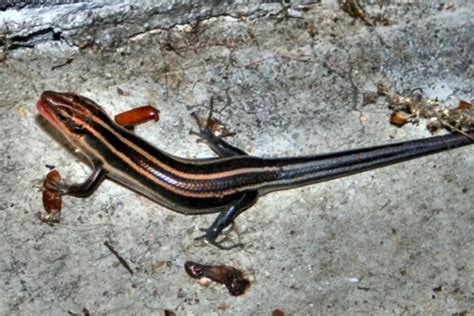 All Lizards Found In South Carolina According To Scdnr With