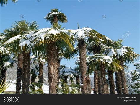 Group Palmtrees Snow Image And Photo Free Trial Bigstock