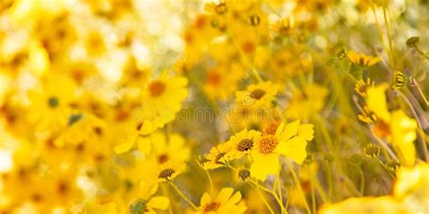 Bright Yellow Spring Wildflowers In Bloom Stock Image Image Of Flora