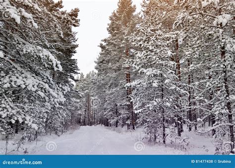 Beautiful Winter Forest Landscape Stock Photo Image Of Snowflake