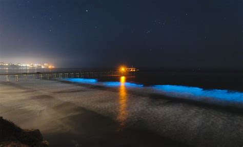 Bioluminescent Waves Near Scripps Pier April 24 2020 Photo Philipp