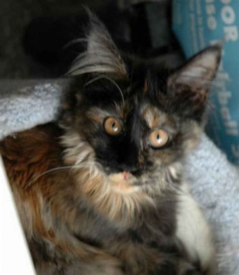 The Tortoiseshell Maine Coon The Majestic Queen Maine Coon Expert