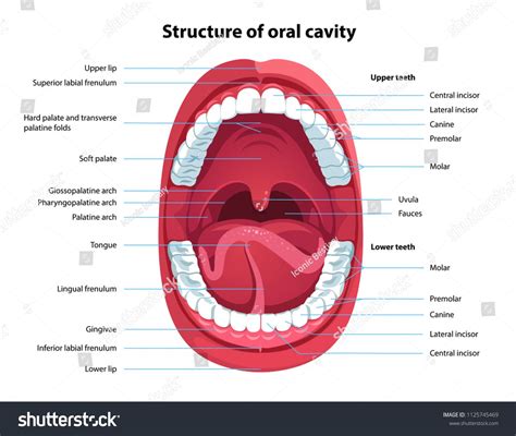 Structure Of Oral Cavity Human Mouth Anatomy Model With Captions