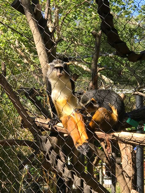(ap) — making a fresh push for vaccinations as coronavirus cases climb in california, gov. Meet Star Wars Characters at the Sacramento Zoo Star Wars Day