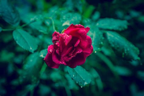 Rose Red Raindrops Flower Love Romance Romantic Blossom