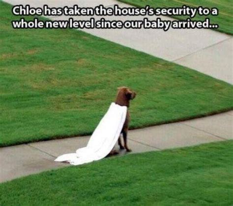 Animal Memes Guard Dog Funny Memes