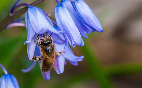 In general herbs and cottage garden perennials are good, and. The 10 best early spring flowers for pollinating insects