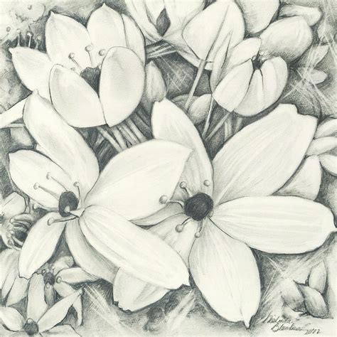 Drawings Of Flowers In Pencil