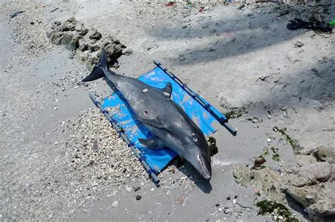 Dead Dolphin Found In Zamboanga Beach Abs Cbn News