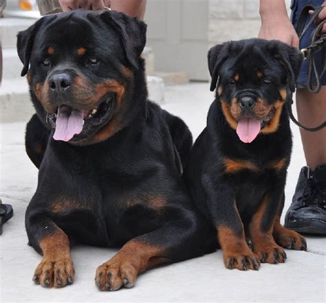 True and kita puppies are available now. Perros papás y sus adorables hijos idénticos - Todo mascotas