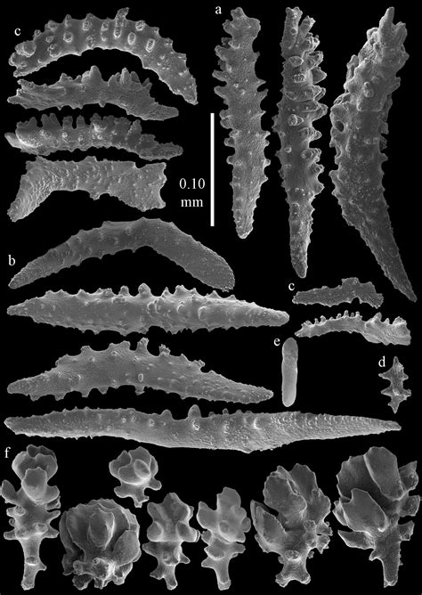 Melithaeidae Of Japan Octocorallia Alcyonacea Re Examined With